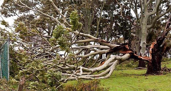 Signs That Indicate the Need for Tree Removal