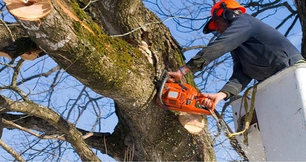 What Is The Best Time Of Year To Prune Trees?