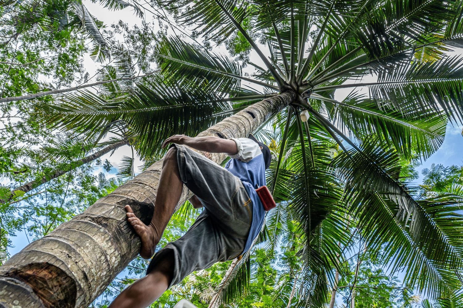 Get Rid of a Palm Tree Safely