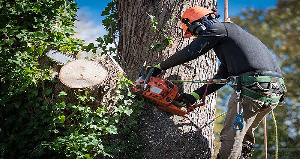 Different Tasks That A Tree Service Company Can Do For You