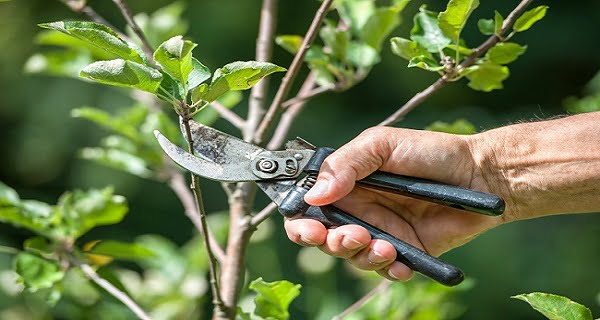 What Are The Major Benefits Of Tree Pruning?