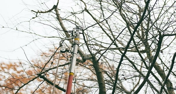Why Tree Pruning or Lopping in Adelaide is Best Done in Winter