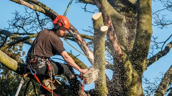 Image of The Ultimate Guide to Tree Removal in Adelaide