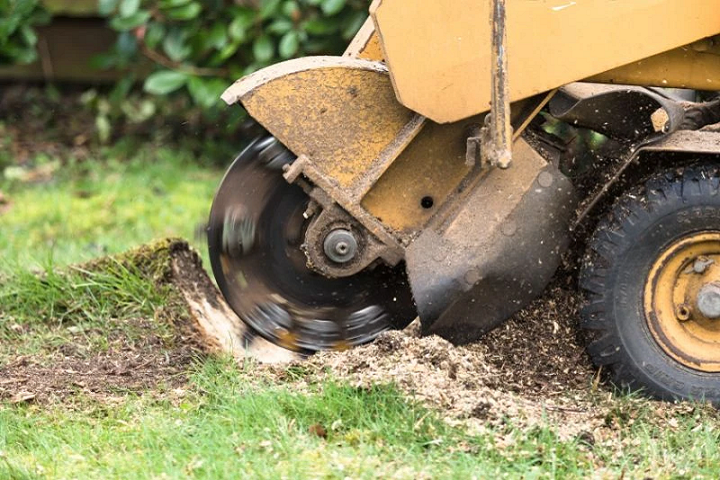 Using a Stump Grinder For Complete Tree Removal in Adelaide
